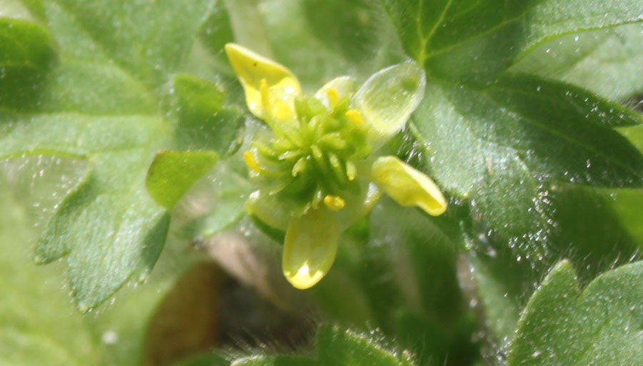Ranunculus cfr. parviflorus L.